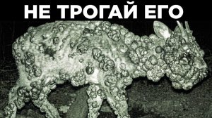 [WTFакт] - Необычные Кадры С Фотоловушек
