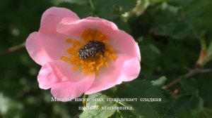 Один день из жизни насекомых.