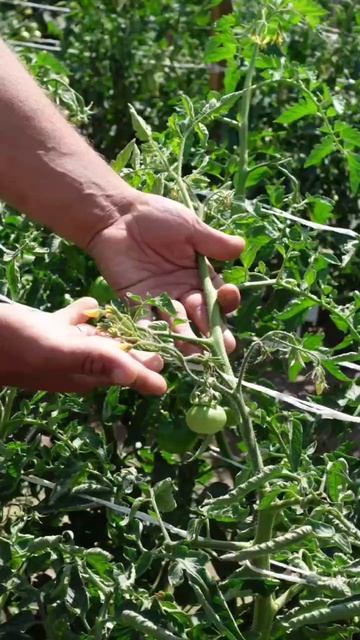 Как ускорить созревание томатов в августе 🍅
