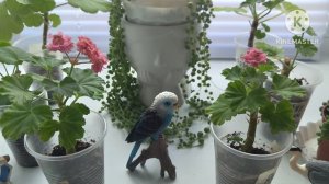Вовремя пересадить укоренённые черенки Пеларгонии ☘️💃🦋🥀☘️