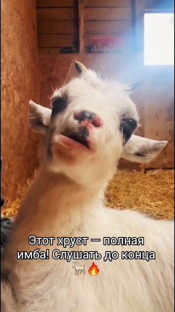 Заспидранил ужин в «Козьем Рябстве». Аура +1000 🐐✨ #козьерябство