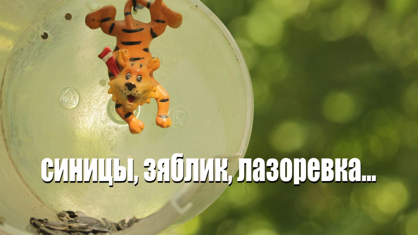 СИНИЦЫ, ЗЯБЛИК, ЛАЗОРЕВКА на КОРМУШКЕ...