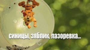 СИНИЦЫ, ЗЯБЛИК, ЛАЗОРЕВКА на КОРМУШКЕ...