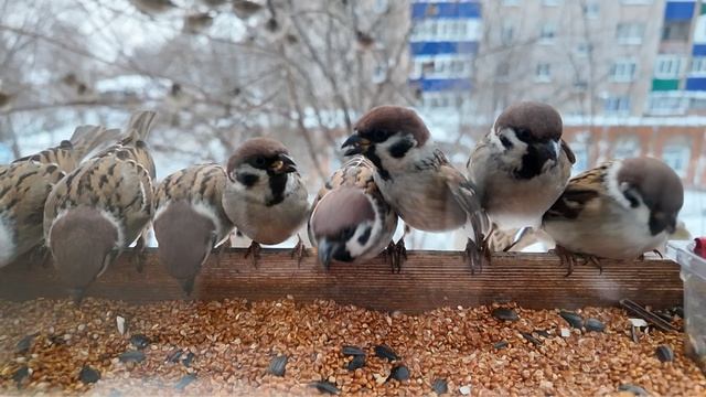 Воробьи в кормушке на окне зимой            #slowmotion