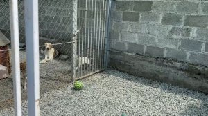 Котята напали на еду/Будни Пушистого санатория