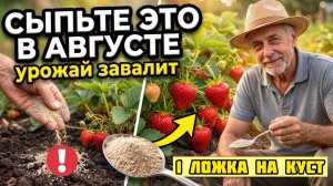 ВАЖНАЯ ПОДКОРМКА АВГУСТА: 5 работ на урожай этого и будущего года.