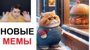 Новые МЕМЫ. Как котик заполучил бургер