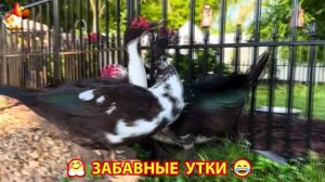 Забавные утки мускусные и пекинские на свободном выгуле со своими друзьями ч.(425) ❣️🤗😂