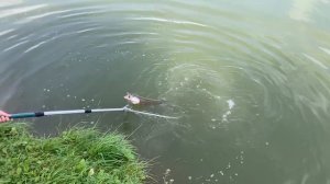 поимка щуки на большом водоëме