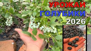 Урожай ГОЛУБИКИ в сезоне 2026