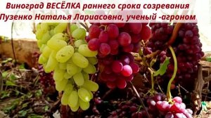 Люблю я мускаты... Веселка- созрела новая ГФ винограда на моем участке-знакомьтесь! Пузенко Н.Л.