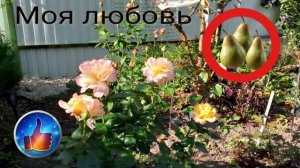 Почему яблоко называют, Райским плодом ? Для меня нет любимее  груш .