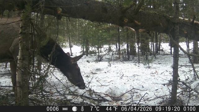 Видео от Красноярская тайга. Фотоловушки