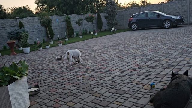 Пришёл колючий гость!