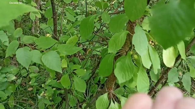 Шла по парку и ела малину.mp4