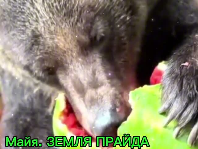Майя теперь в надёжных руках