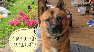Пёс Кубик сгонял за рыбкой в магазин. Приходил лось Степан. Распаковка смятой Сдэком посылки