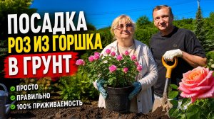 Правильная посадка роз из горшка в грунт.