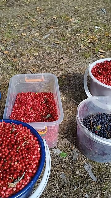 VID_20260816_130038[1]