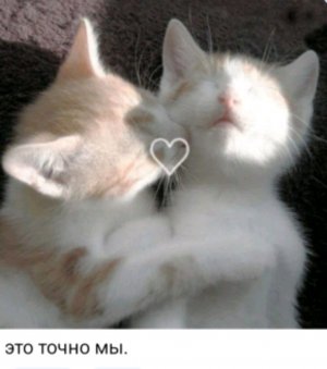 коты мп-3.