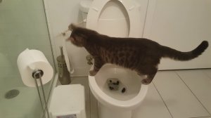ШОК! 🤯Кот ходит на унитаз и сливает за собой!