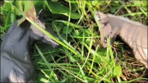 1 сезон 5 серия фильм Портал по мирам
В параллельном табуне