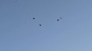 Безкружные голуби. 19 августа