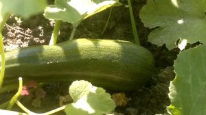 КАБАЧКИ ЗАВАЛИЛИ 🤩🤩🤩 РАСКРЫВАЮ СЕКРЕТЫ БОЛЬШОГО УРОЖАЯ 😃😃😃