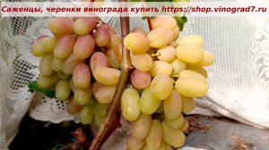 Виктор- виноград который лидирует по продажам на рынке- Красивый, огромный и вкусный. Пузенко Н.Л.