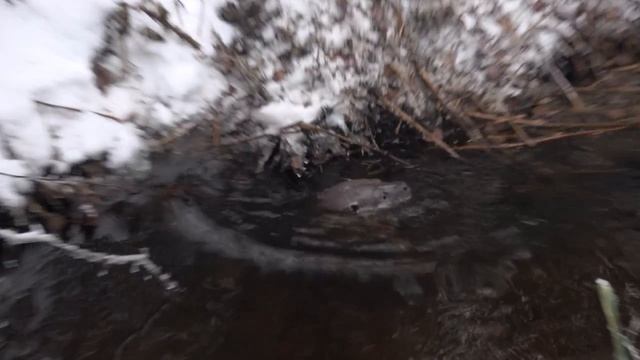 ПРОМЫСЕЛ ПУШНИНЫ В РАЗГАРЕ. КУНИЦА ДЖЕКИ ЧАН. РАЗБОЙ ЗАГНАЛ ВЫДРУ В ЛОВУШКУ. ВОЗВРАЩАЕМСЯ В НОЧИ.