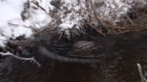 ПРОМЫСЕЛ ПУШНИНЫ В РАЗГАРЕ. КУНИЦА ДЖЕКИ ЧАН. РАЗБОЙ ЗАГНАЛ ВЫДРУ В ЛОВУШКУ. ВОЗВРАЩАЕМСЯ В НОЧИ.