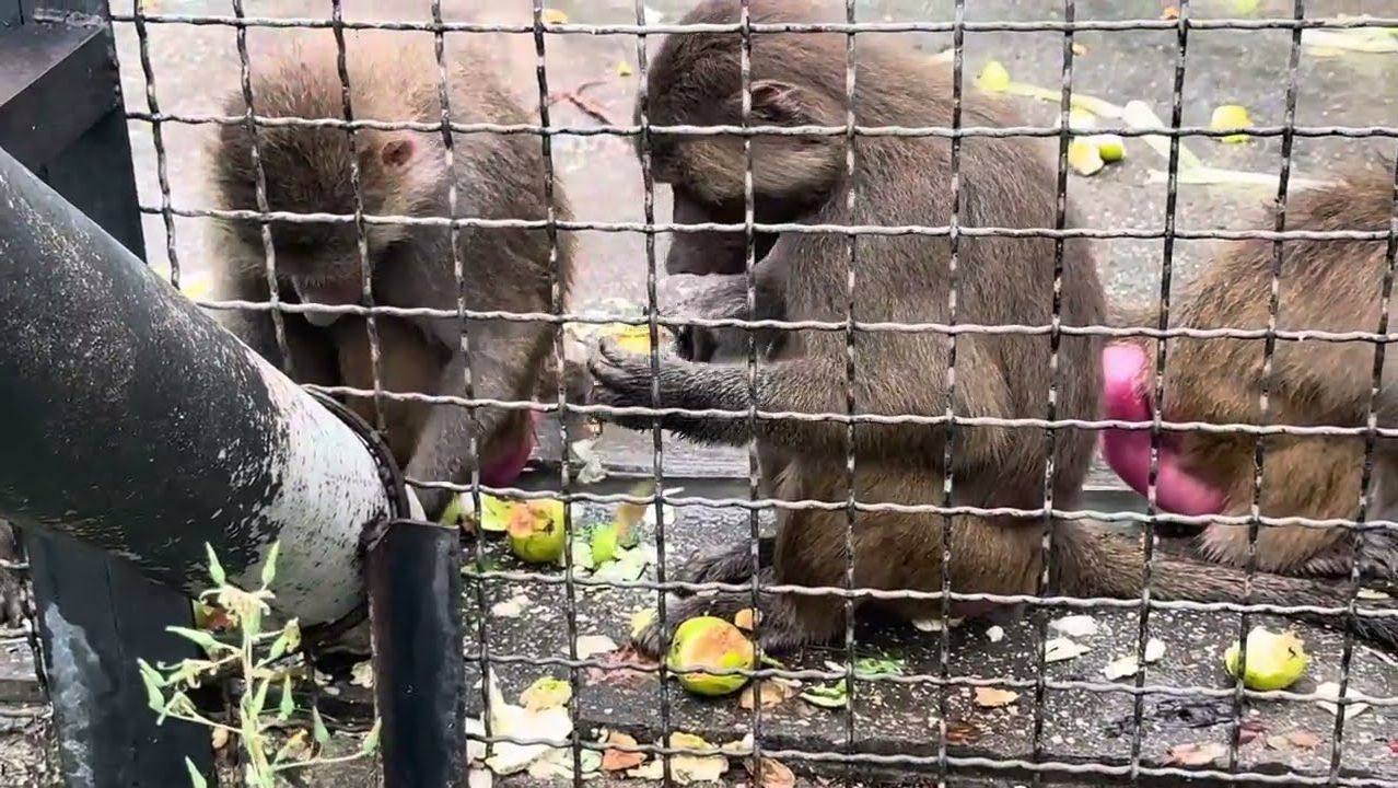 Я проведала питомцев после УРАГАНА,одна крыша улетела,но работники парка приводят все в порядок❤️