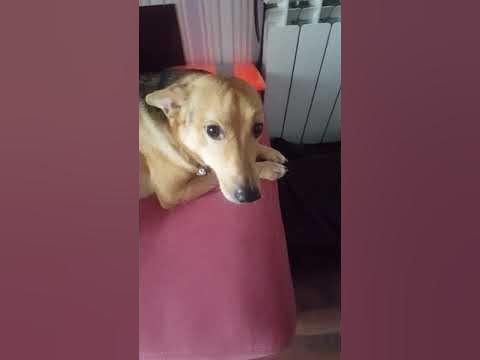 Собачий грипп. Кашель.