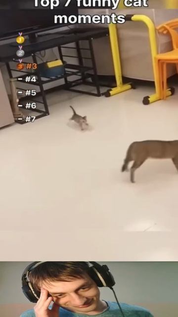милые котята