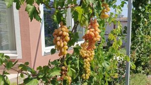 Виноград Преображение и Розмус