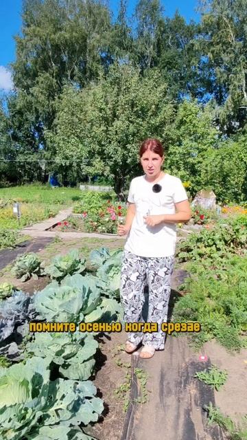 Золотое правило грядок