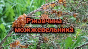 Ржавчина можжевельника