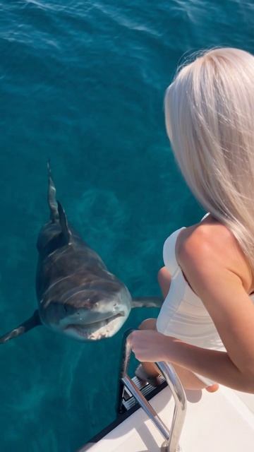 Хотела залезть в море с катера, но тут акула #shark #sea