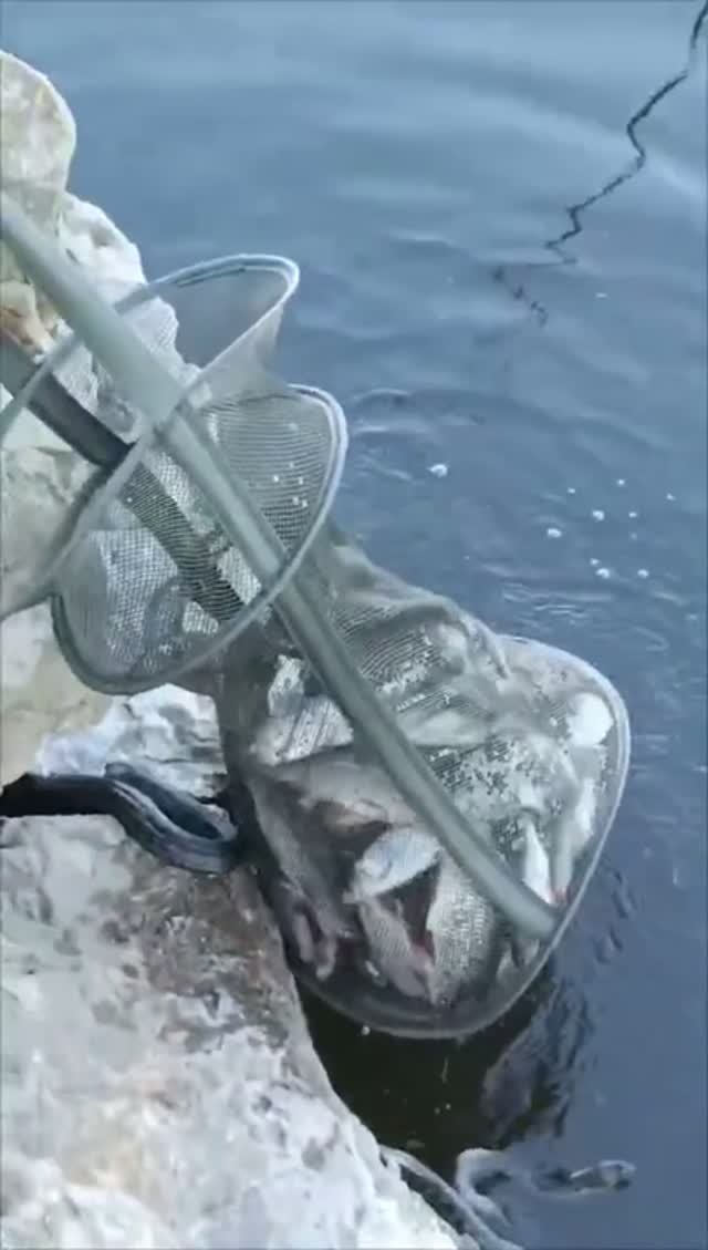 🎣🐟🪱ПОЙМАЛ ПОЛНЫЙ САДОК РЫБЫ  И ГАДЮК  #рыбалка