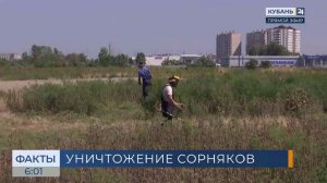 Более 30 тыс. га амброзии и сорняков выкосили в Краснодаре