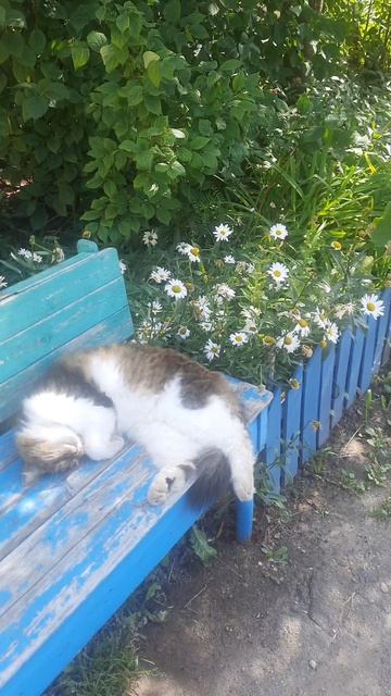 Кошка и цветы