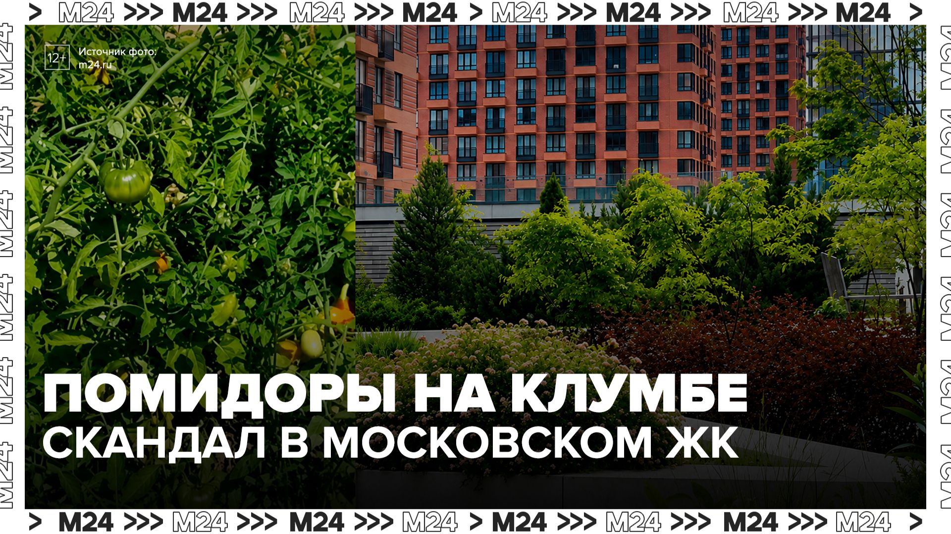 Скандал произошел в московском ЖК из-за помидоров на клумбе - Москва 24