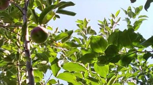 Яблоньки, выращенные из семян. Плодоношение 2026г.