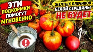 ЖЕЛТЫХ ПЛЕЧИКОВ и белой середины на томатах не будет! Эти подкормки помогут сразу!