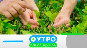 «Утро. Самое лучшее»: 19 августа  2026 года
