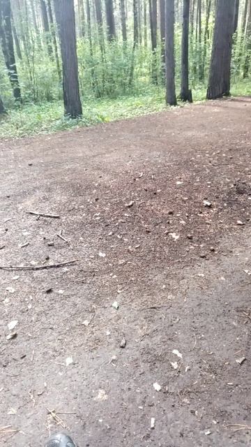 наглый рыжий 🤣