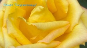 Ф. Тютчев «Как неожиданно и ярко»
Вспоминаем стихи😊