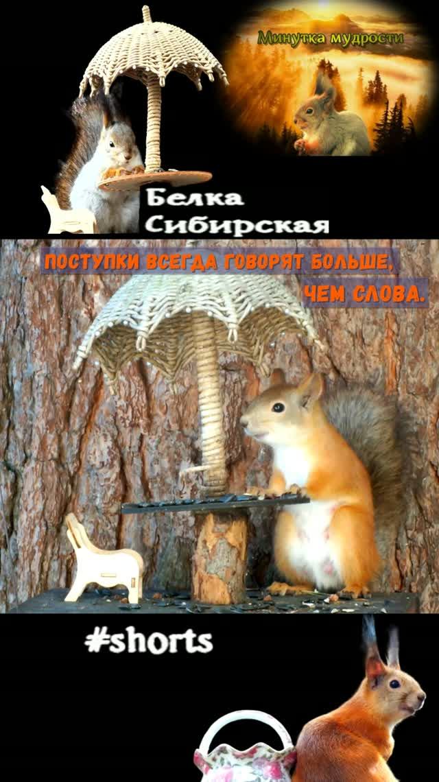 Белка заняла место под зонтиком
