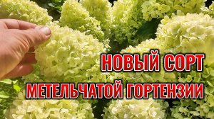 НОВЫЙ СОРТ МЕТЕЛЬЧАТОЙ ГОРТЕНЗИИ ОБРАДОВАЛ: ГАРДЕН ЛАЙТ БРАЙТ ЛАЙТ