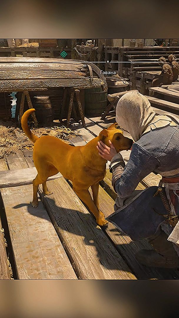 Assassins Creed Black Flag Resynced Пират и собачка #gaming #pc #gameplay